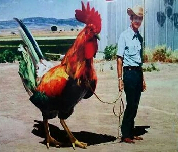 Rooster RA Rock Group
